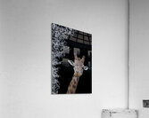 GIRAFE Acrylic Print
