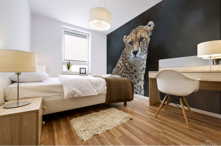 Guepard - Cheetah Mural print