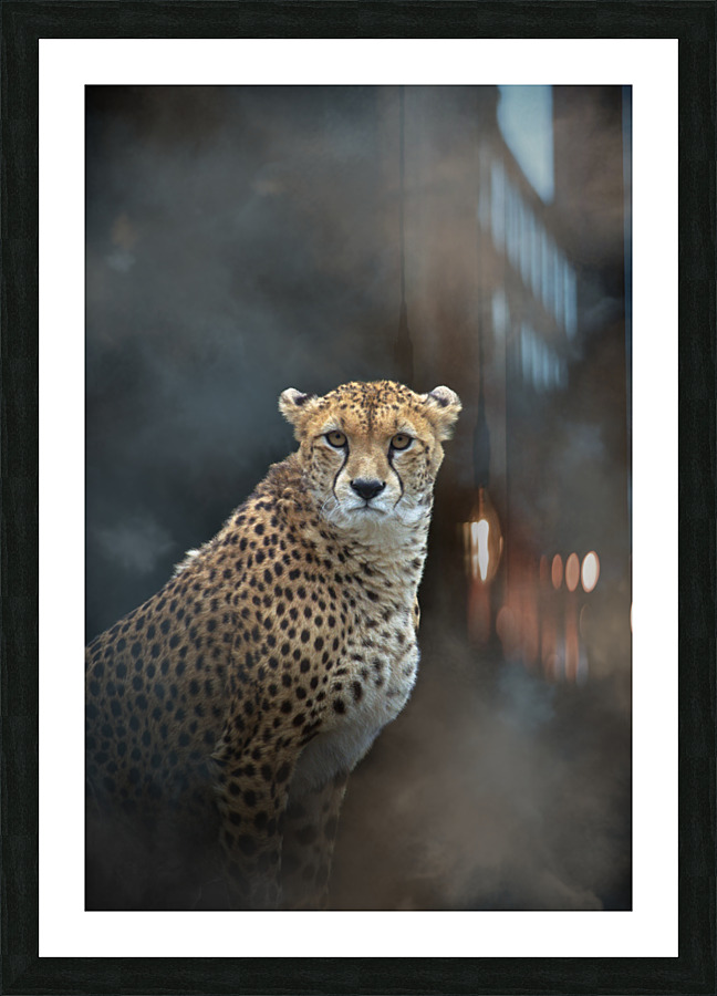Guepard - Cheetah Picture Frame print