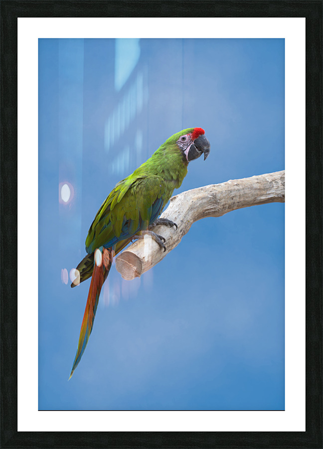  Fine Art print