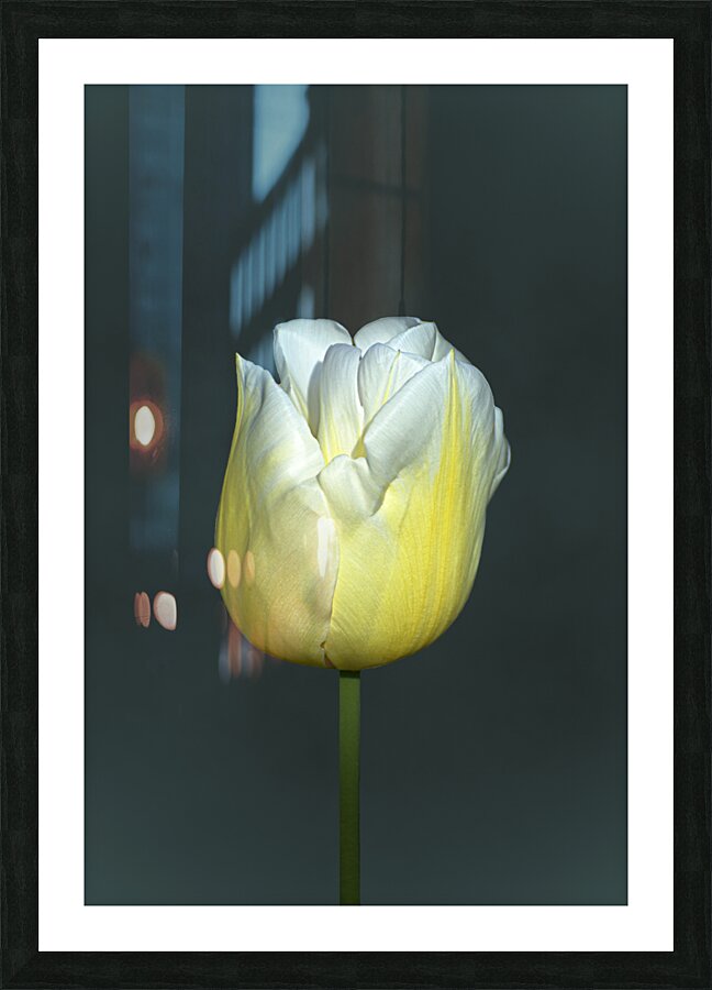 TULIPE - TULIP Picture Frame print