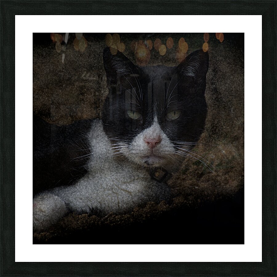 Chat - Cat Picture Frame print