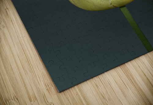 TULIPE - TULIP BASSEB puzzle