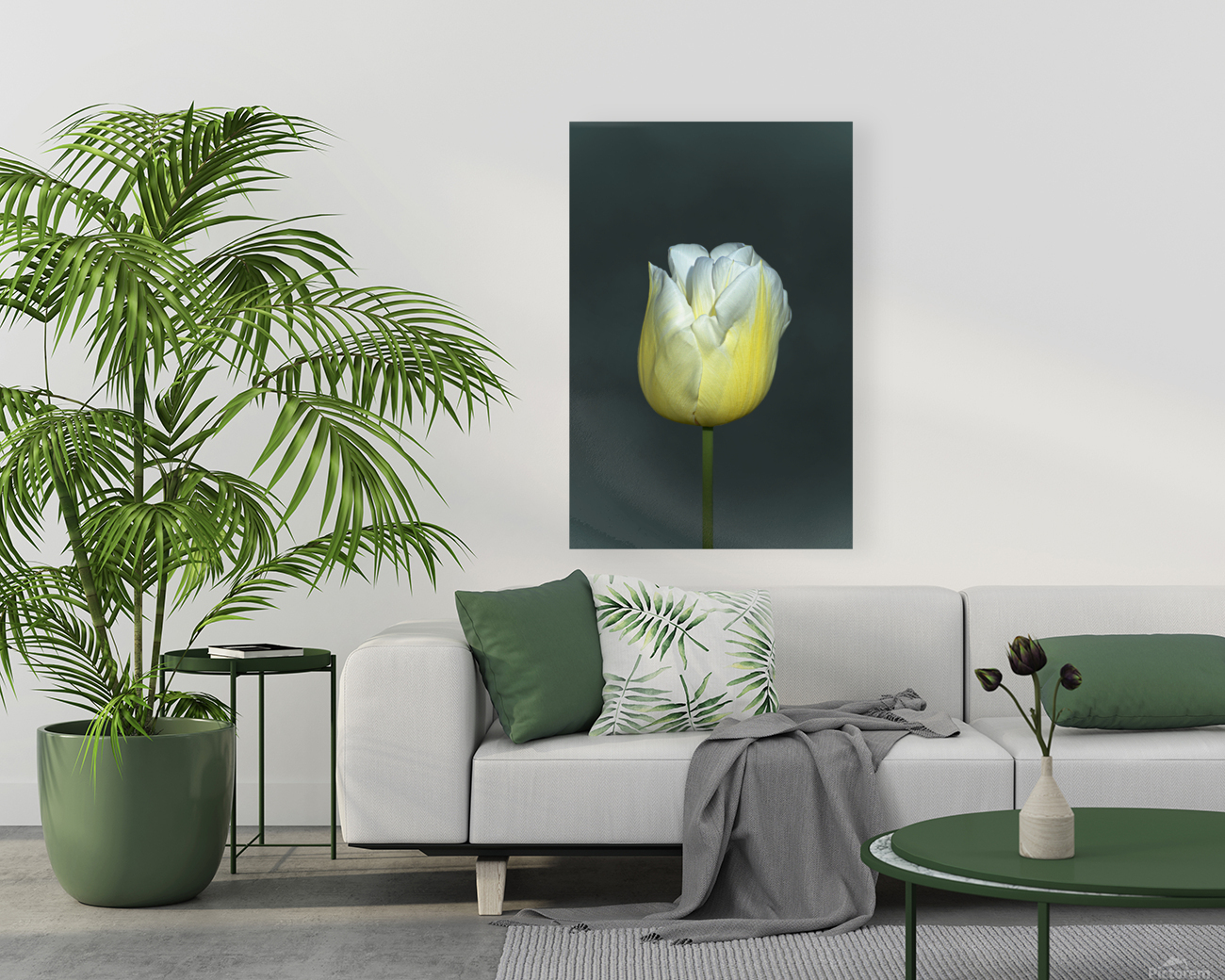 TULIPE - TULIP Reproduction
