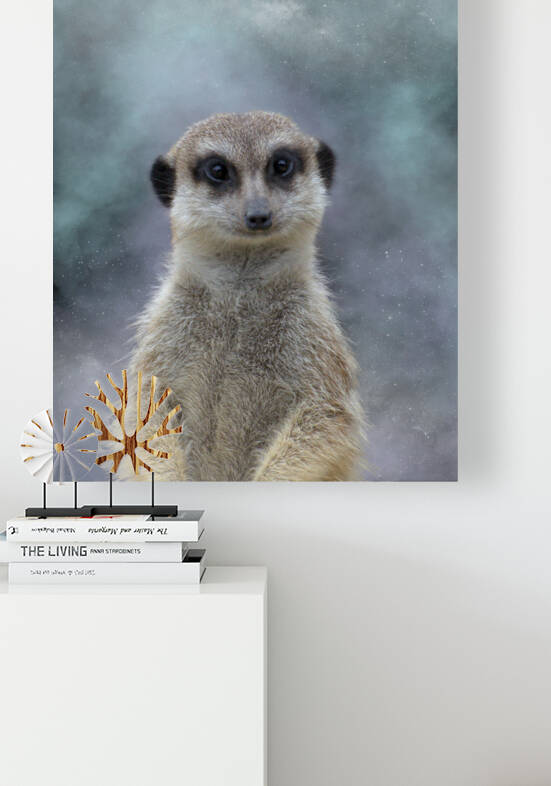 Suricate etoile - star meerkat by BASSEB
