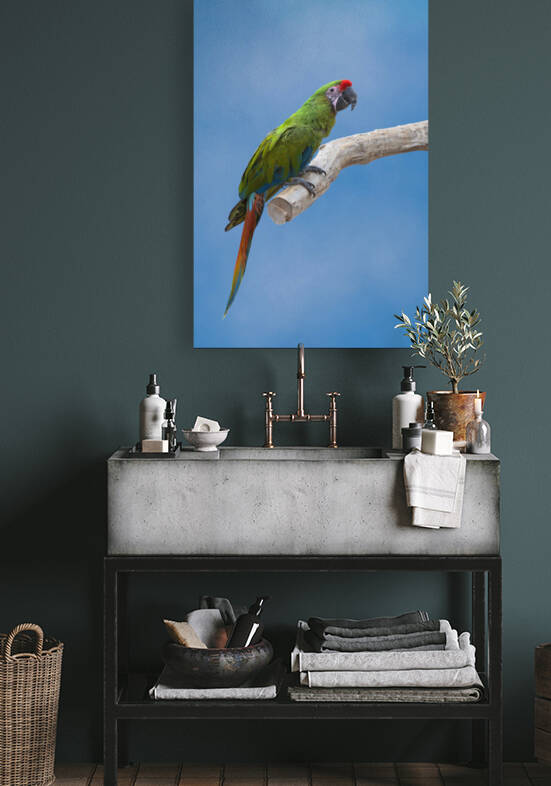 Aras sur fond bleu - macaws on blue background by BASSEB