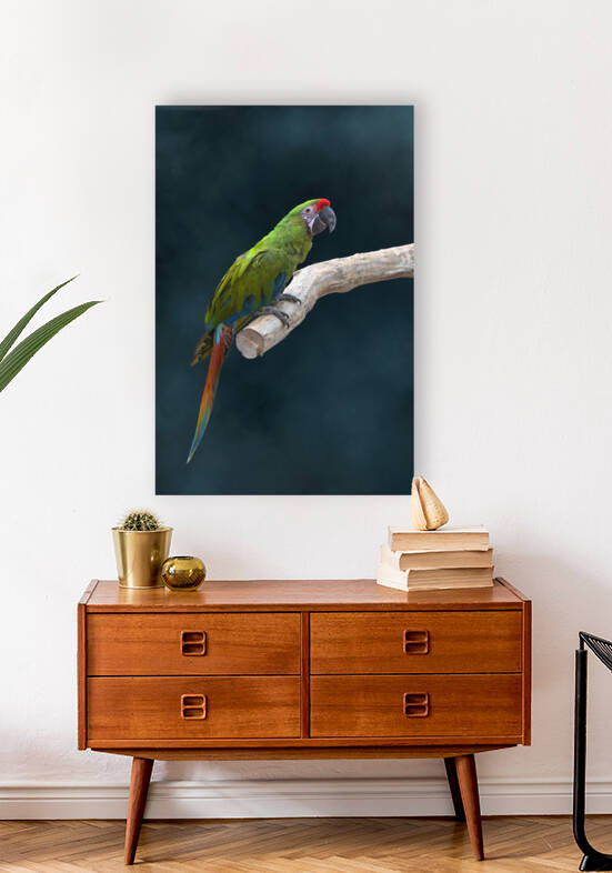 Aras sur fond velour2 - Macaws on velvet background2 by BASSEB