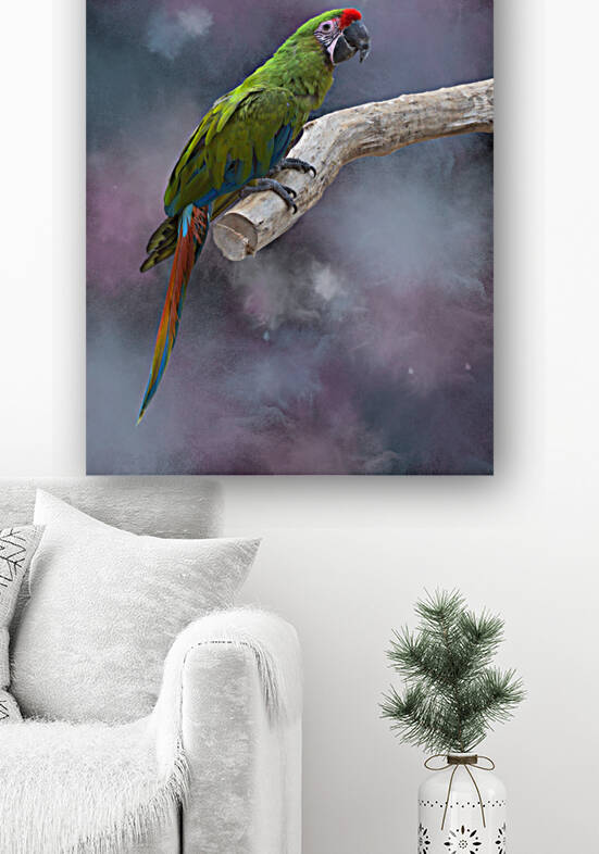 Aras sur fond rose et bleu - Macaws on pink and blue background by BASSEB