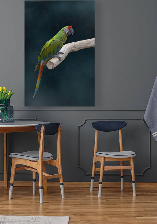 Aras sur fond velour- macaws on velvet background by BASSEB
