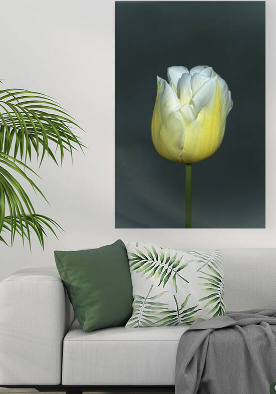 TULIPE - TULIP by BASSEB