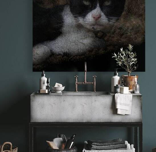 Chat - Cat by BASSEB