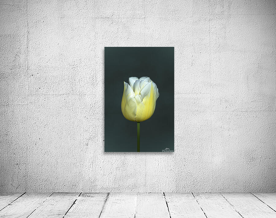 TULIPE - TULIP Wall Preview