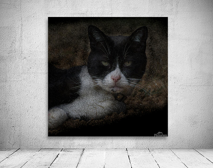 Chat - Cat Wall Preview