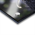 DSC 3989 Acrylic print