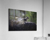 DSC 3989 Acrylic Print