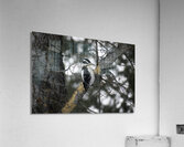 DSC 8012 Acrylic Print