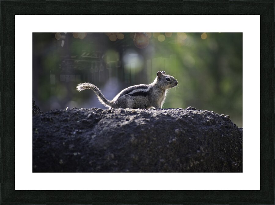 DSC 3989 Picture Frame print