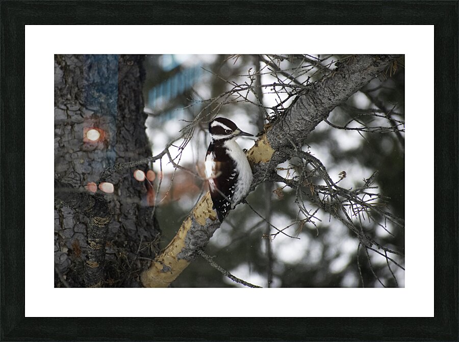 DSC 8012 Picture Frame print