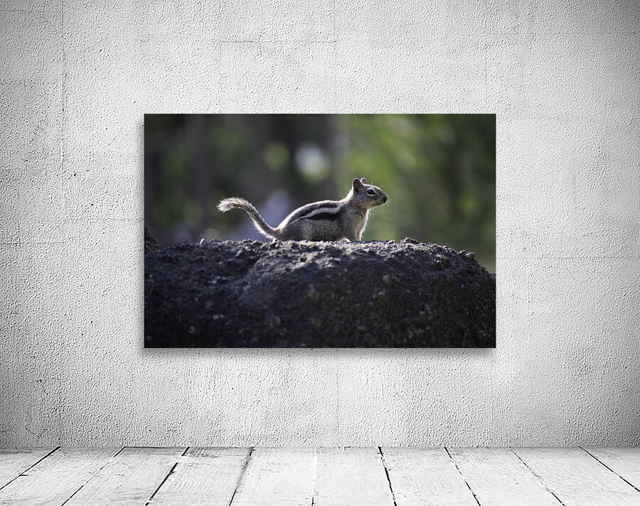 DSC 3989 Wall Preview