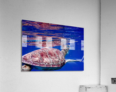 Turtle On Top  Acrylic Print