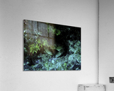 Crab at Looe Key Acrylic Print