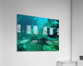 Nurse Shark Looe Key Acrylic Print