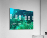 Nurse Shark Looe Key Reef Acrylic Print