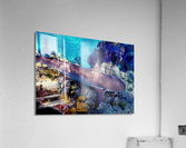 Reef Shark Looe Key Acrylic Print