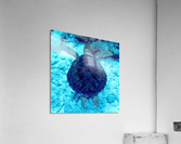 Sea Turtle Looe Key Acrylic Print