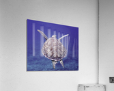 Sea Turtle Looe Key Reef Acrylic Print