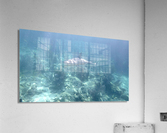 Looe Key Reef Shark Acrylic Print