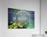Jellyfish Beware Acrylic Print