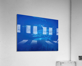 Barracuda Encounter Acrylic Print