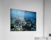Reef Shark Searching Acrylic Print