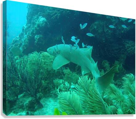 Nurse Shark Looe Key Reef Canvas Print