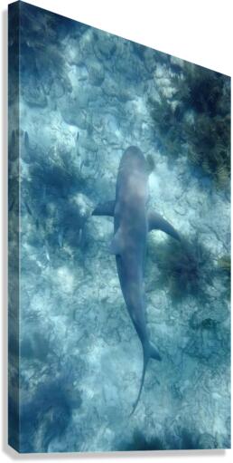 Reef Shark Beneathe Canvas Print