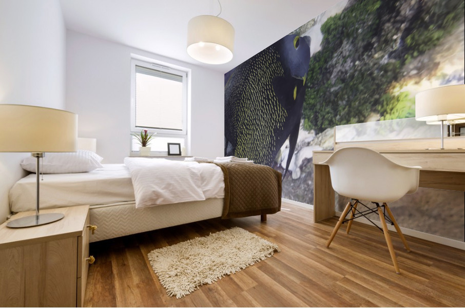 French Angelfish Mural print