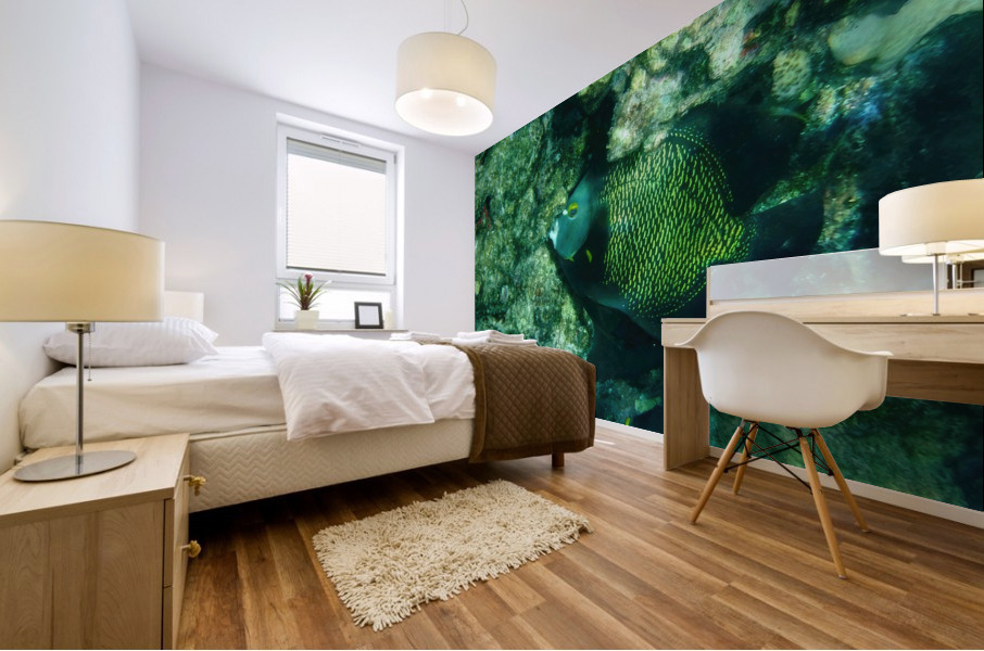 French Angelfish Grazing Mural print