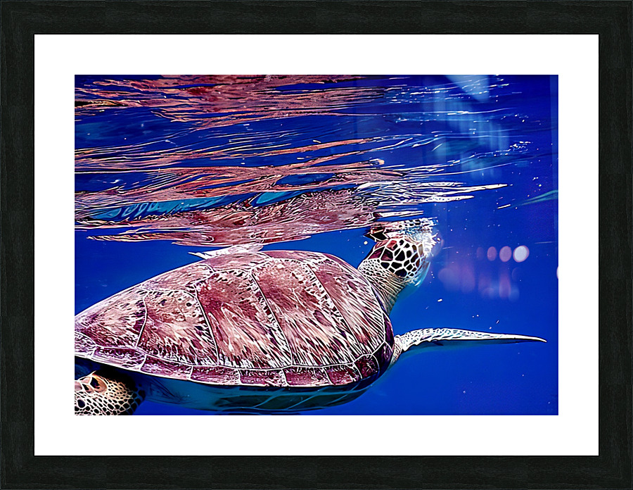 Turtle On Top  Picture Frame print