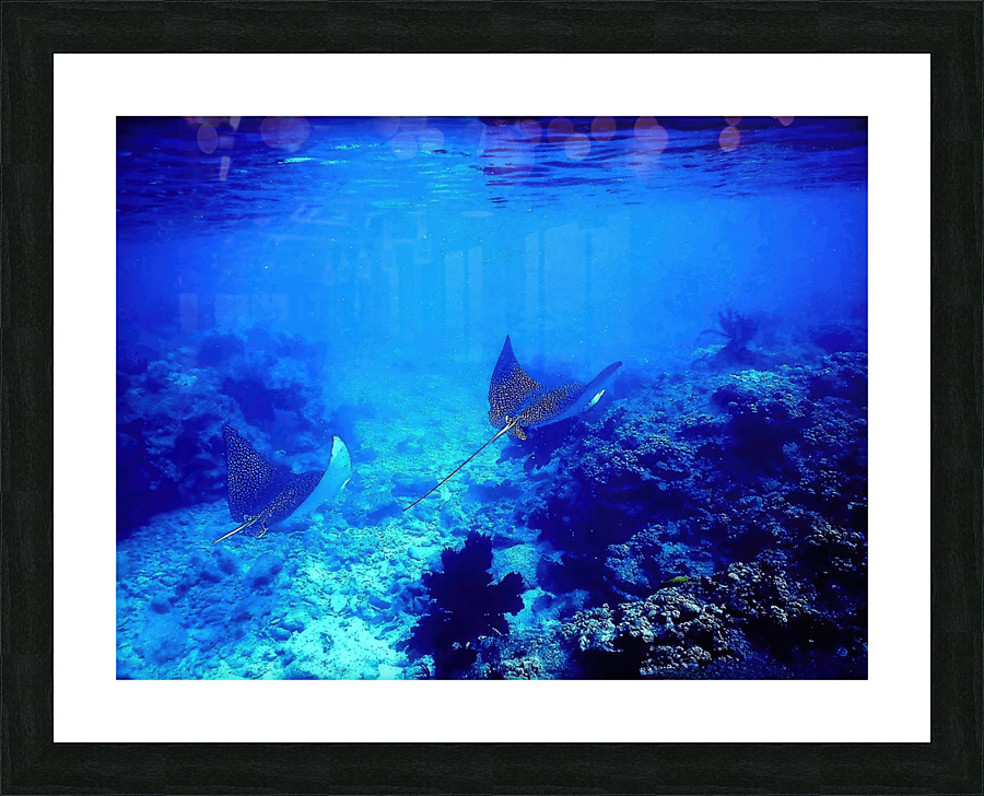 Eagle Rays  Picture Frame print