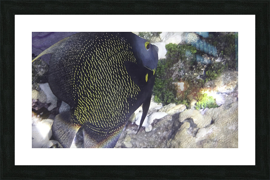 French Angelfish Picture Frame print