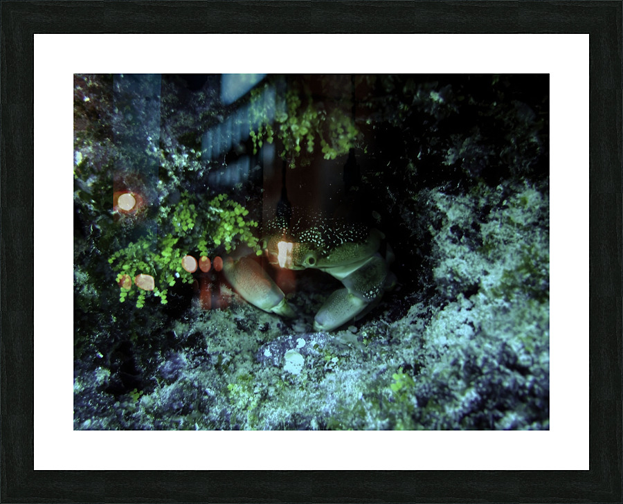 Crab at Looe Key Picture Frame print