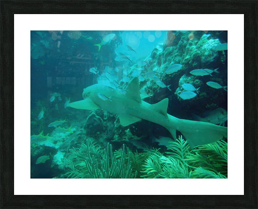 Nurse Shark Looe Key Picture Frame print