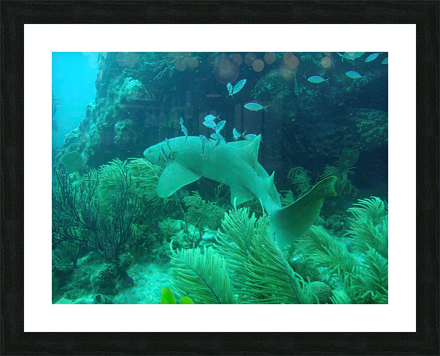 Nurse Shark Looe Key Reef Picture Frame print