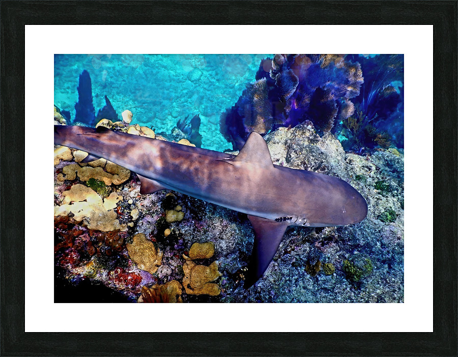 Reef Shark Looe Key Picture Frame print