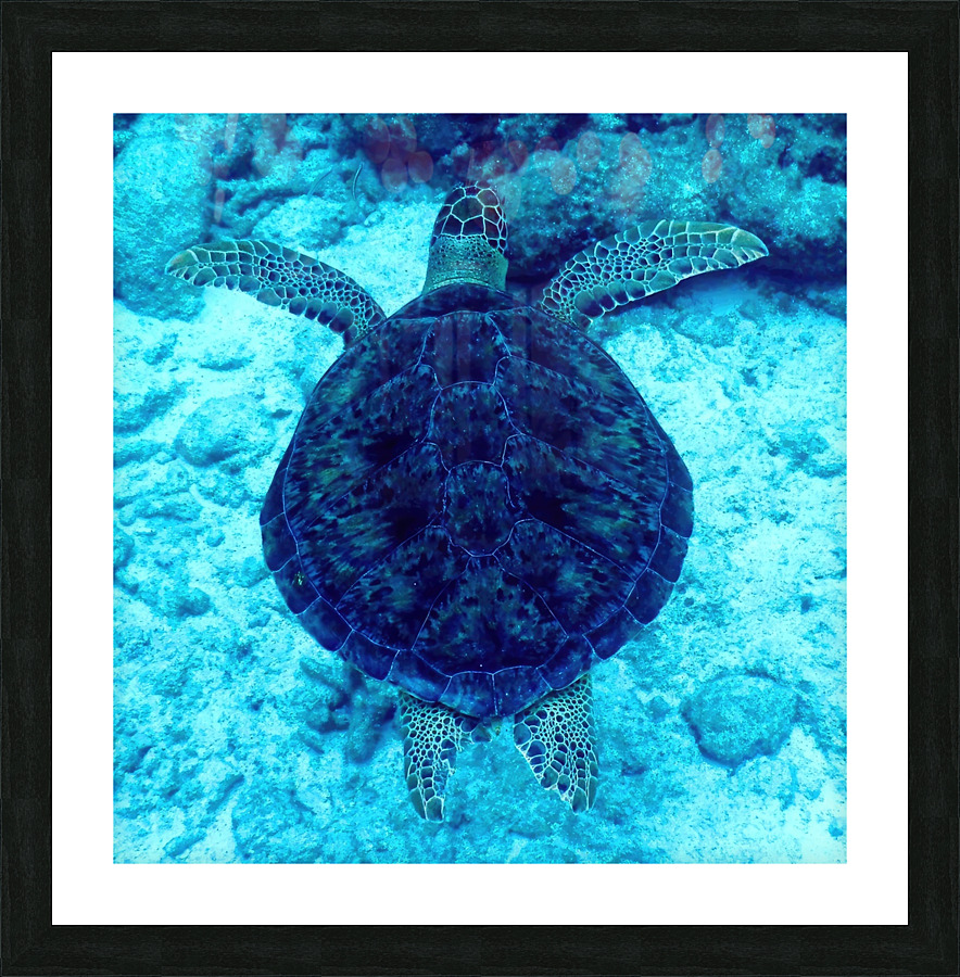 Sea Turtle Looe Key Picture Frame print