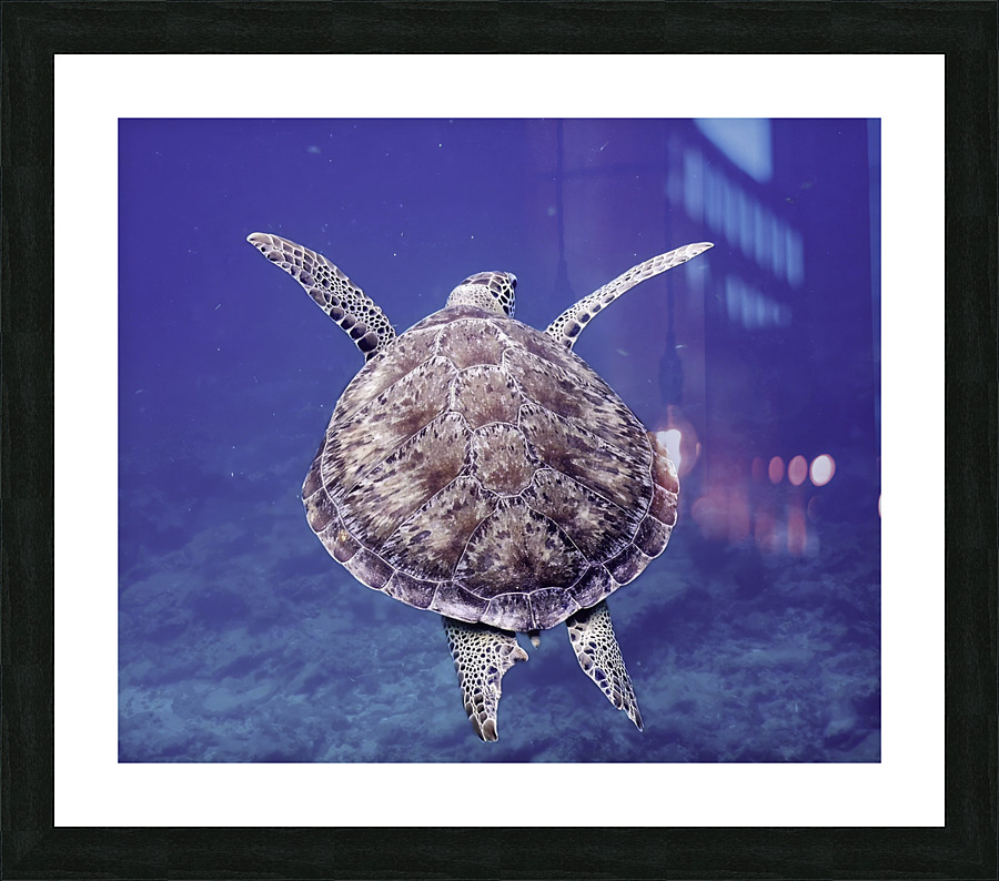 Sea Turtle Looe Key Reef Picture Frame print