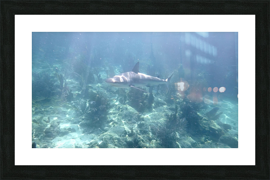 Looe Key Reef Shark Picture Frame print