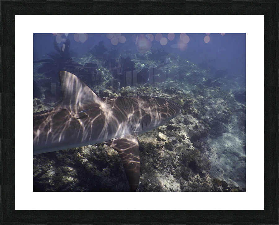 Reef Shark Looe Key Reef Picture Frame print