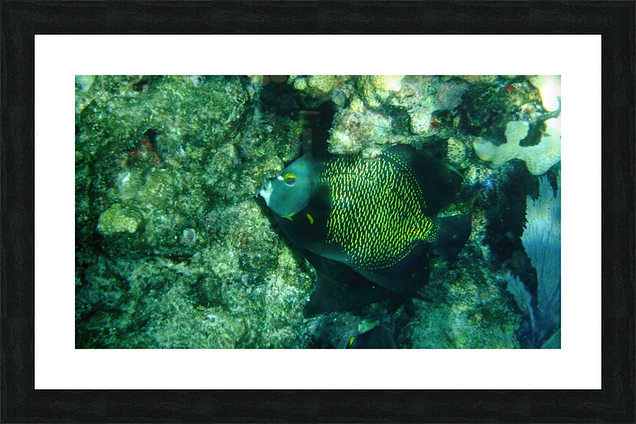 French Angelfish Grazing Picture Frame print